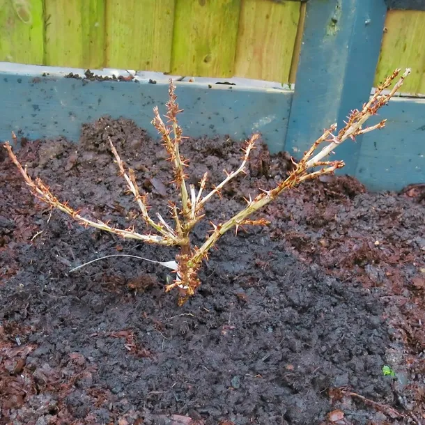 agrest-ukrainski-pomaranczowy-duze-slodkie-owoce-bardzo-plenny-kod-producenta-565132