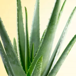 aloe-vera-aloes-zwyczajny-miesiste-liscie-leczniczy-sukulent-duzy