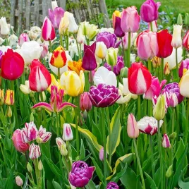 tulipany-mix-niespodzianka-50-szt-ii-wybor-zestaw-tulipan-cebulki