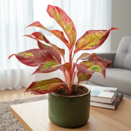 aglaonema-crete-flames-red-d9cm-niesamowicie-wybarwiona-plomienna