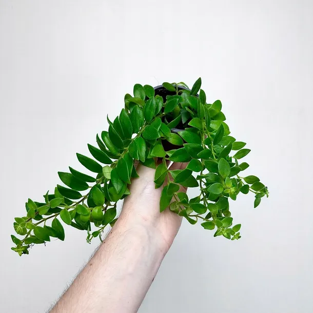 aeschynanthus-caroline-eszynanthus-don-9cm-stan-opakowania-oryginalne
