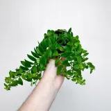 aeschynanthus-caroline-eszynanthus-don-9cm-stan-opakowania-oryginalne