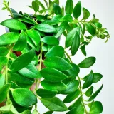 aeschynanthus-caroline-eszynanthus-don-9cm-odmiana-caroline