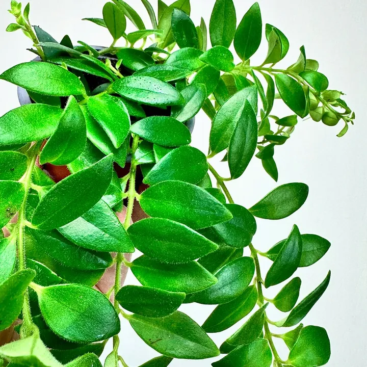 aeschynanthus-caroline-eszynanthus-don-9cm