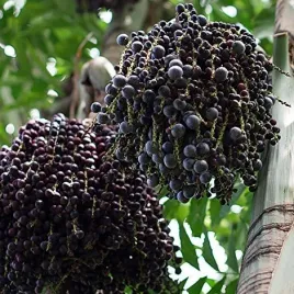 jadalna-palma-acai-euterpa-warzywna-euterpe-oleracea-3-nasiona