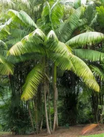 palma-acai-euterpa-warzywna-jadalne-liscie-i-owoce-euterpe-oleracea