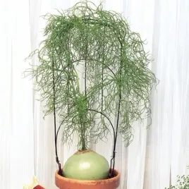 cebula-pnaca-tworzy-kaudeks-do-domu-bowiea-volubilis-3-nasiona