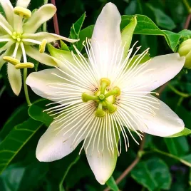 meczennica-biala-passiflora-sp-blanca-boyaca-nowy-gatunek-3-nasiona