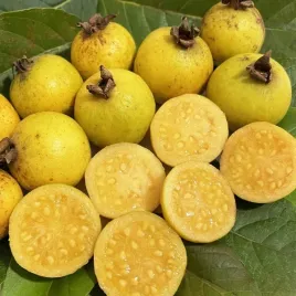 gujawa-brazylijska-owocuje-przez-caly-rok-guava-psidium-guineense-5-nasion