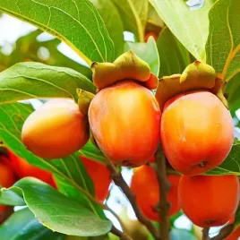 mrozoodporny-kaki-hurma-kaukaska-diospyros-lotus-jadalne-owoce-5-nasion