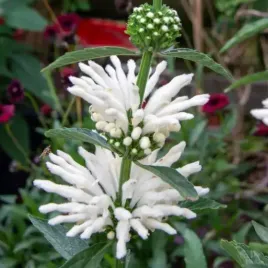 leonotis-kocimietkolistny-bialy-ucho-lwa-nepetifolia-alba-10-nasion