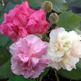 ketmia-zmienna-bawelniana-roza-hibiscus-mutabilis-5-nasion
