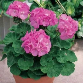pelargonia-rabatowa-rozowa-f2-pelargonium-zonale-pink-12-nasion