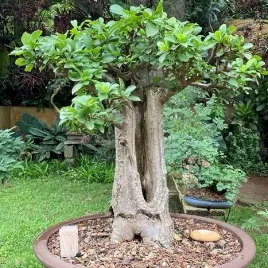 baobab-afrykanski-na-bonsai-do-domu-adansonia-digitata-5-nasion