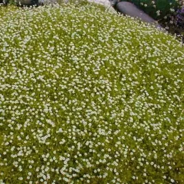 karmnik-oscisty-sagina-subulata-kwitnacy-dywan-1000-nasion