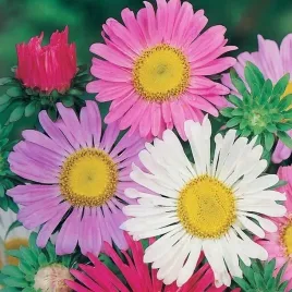 mrozoodporny-aster-alpejski-mix-kolorow-aster-alpinus-300-nasion