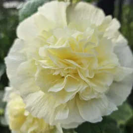 malwa-ogrodowa-pelna-zolta-alcea-rosea-fl-pl-mrozoodporna-50-nasion