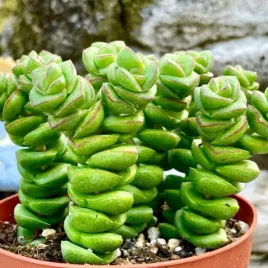 grubosz-perforowany-niezwykle-ulozenie-lisci-crassula-perforata-10-nasion
