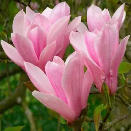 mrozoodporna-magnolia-fioletowa-magnolia-liliflora-do-ogrodu-5-nasion