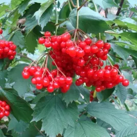 kalina-koralowa-na-nalewki-przetwory-drzemy-viburnum-opulus-20-nasion