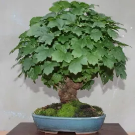 kalina-koralowa-viburnum-opulus-na-bonsai-z-jadalnymi-owocami-20-nasion
