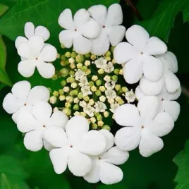 kalina-koralowa-ozdobny-krzew-i-jadalne-owoce-viburnum-opulus-20-nasion