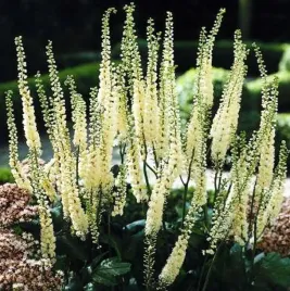 mrozoodporna-pluskwica-sercowata-actaea-racemosa-50-nasion