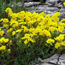 poslonek-zolty-na-skalnik-i-do-skrzynek-helianthemum-hybridum-80-nasion