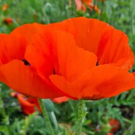 mak-wschodni-pastelowa-czerwonawe-kwity-papaver-orientale-500-nasion