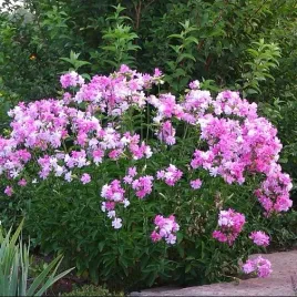 mydlnica-lekarska-przyjemnie-pachnaca-saponaria-officinalis-l-100-nasion