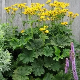 cieniolubna-jezyczka-palmatiloba-ligularia-palmatiloba-50-nasion