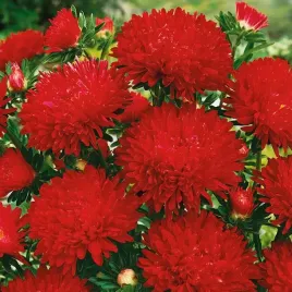 aster-wysoki-peoniowy-stanislaw-callistephus-chinensis-fl-pl-500-nasion