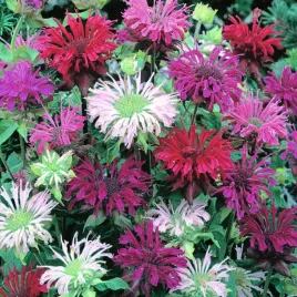 pysznoglowka-monarda-bergamotka-mix-kolorow-monarda-l-50-nasion