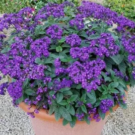 heliotrop-ogrodowy-kwiaty-o-waniliowo-czekoladowym-zapachem-100-nasion