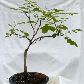 robinia-wlochata-rozowa-na-bonsai-robinia-fertilis-20-nasion
