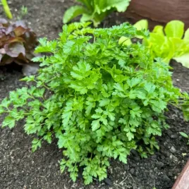 pietruszka-lisciowa-gigante-de-italia-zbior-juz-po-90-dniach-800-nasion