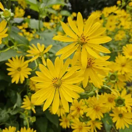 roznik-przerosniety-o-wysokosci-25-m-silphium-perfoliatum-20-nasion