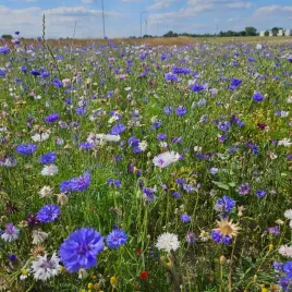 miododajny-chaber-blawatek-mix-kolorow-1-kg-nasion-laka-kwietna