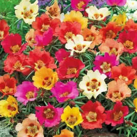 portulaka-wielkokwiatowa-mix-kolorow-portulaca-grandiflora-fl-500-nasion