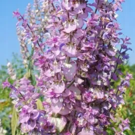 szalwia-muszkatolowa-mrozoodporna-i-miododajna-salvia-sclarea-100-nasion