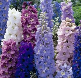 ostrozka-trwala-mix-kolorow-delphinium-cultorum-mrozoodporna-do-ogrodu