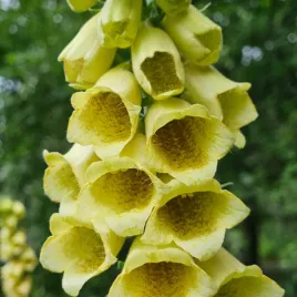 naparstnica-zolta-500-nasion-digitalis-lutea-mrozoodporna-na-rabate