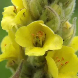 dziewanna-wielkokwiatowa-verbascum-densiflorum