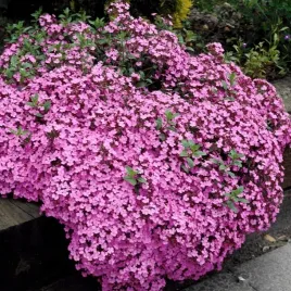 mydlnica-bazyliowata-rozowa-saponaria-ocymoides-200-nasion-na-skalniak