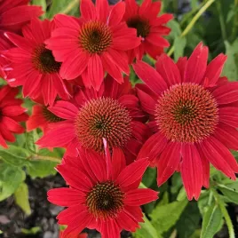 rudbekia-jezowka-red-pearl-mrozoodporna-echinacea-purpurea-10-nasion