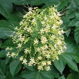 kwiat-pagody-bialy-do-mrozoodporny-clerodendrum-paniculatum-alba-2-nasiona