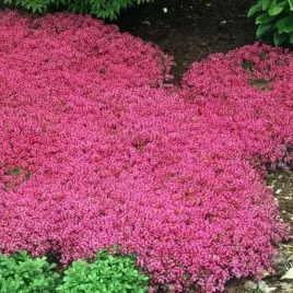 mrozoodporna-macierzanka-piaskowa-purpurowa-thymus-serpyllus-500-nasion