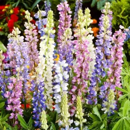 lubin-letni-mix-kolorow-lupinus-mutabilis-do-ogrodu-50-nasion