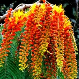 drzewo-chwaly-colvillea-racemosa-colville-a-do-domu-i-na-bonsai-4-nasion