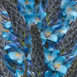 puya-blekitna-puya-weddelliana-gatunek-kolekcjonerski-5-nasion